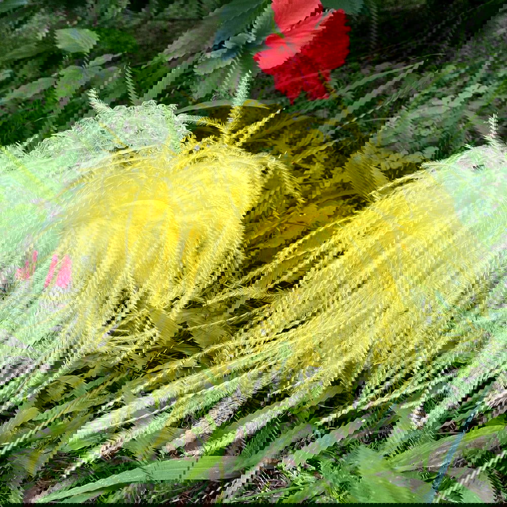 Feather Designer Tote Handbag - ShopEbonyMonique